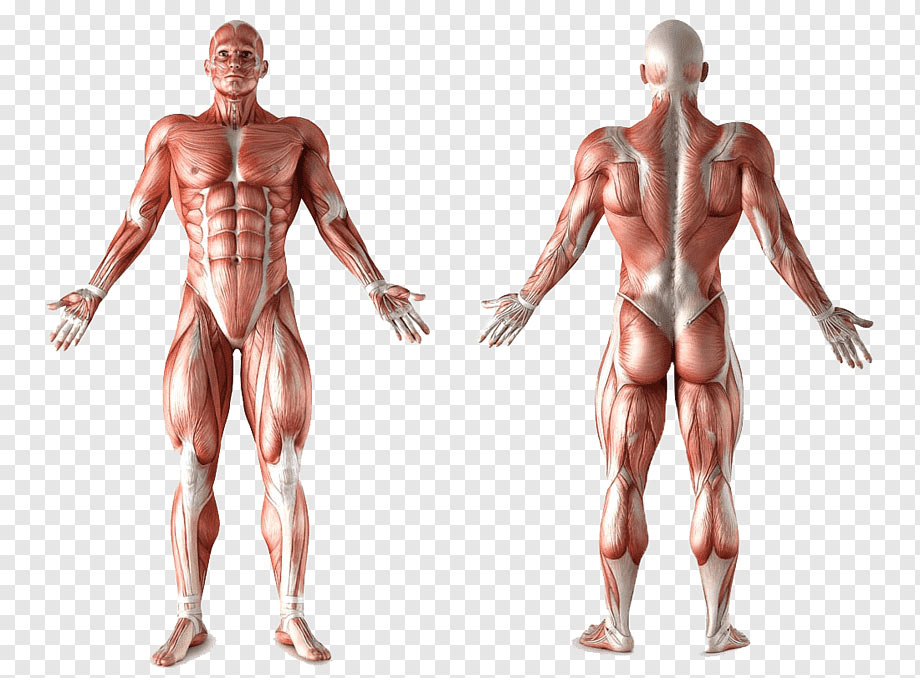 que músculos compõem a cadeia mestra posterior - Cinesioterapia